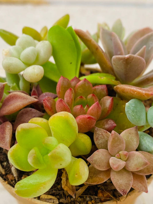 Trinkets / Assorted succulent