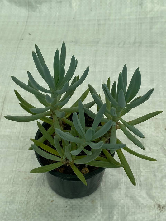 Senecio talinoides - Blue Chalk Stick