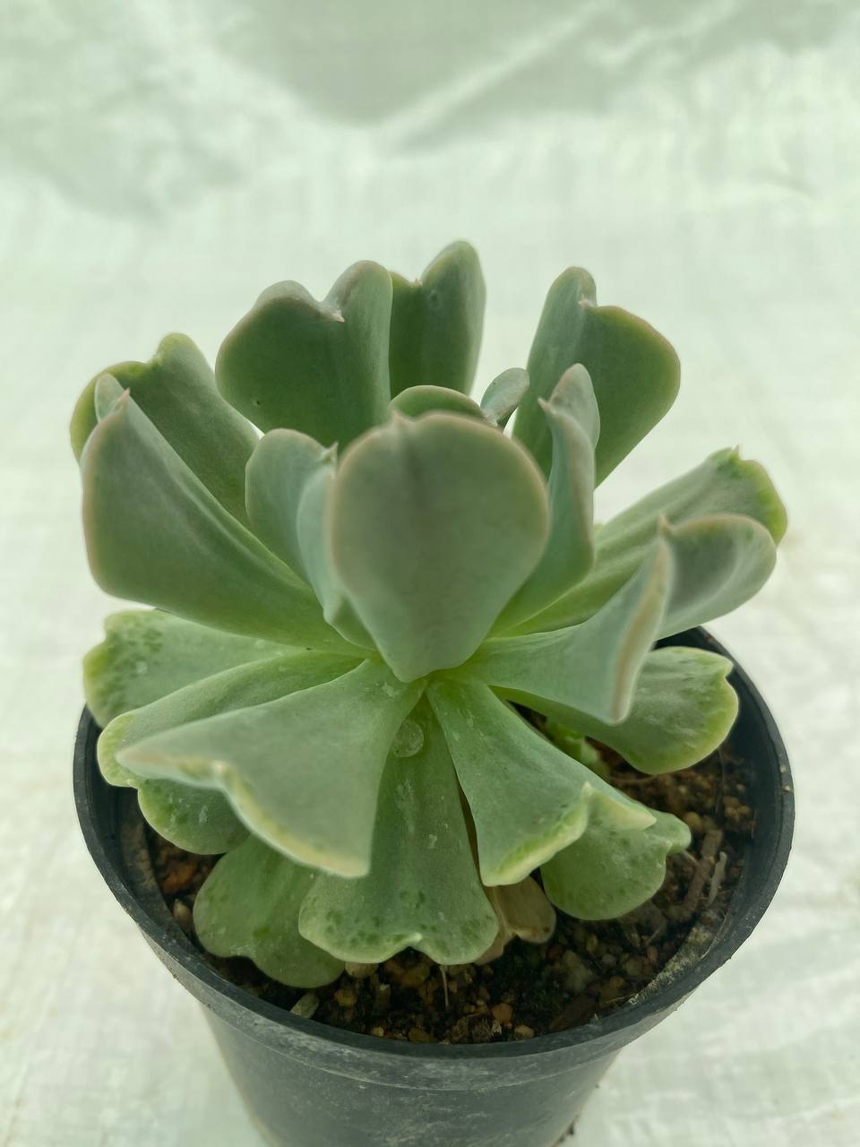 Echeveria runyonii ‘Topsy Turvy’