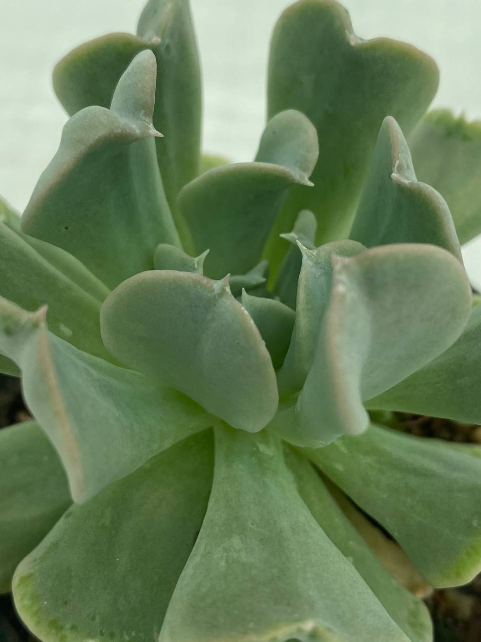 Echeveria runyonii ‘Topsy Turvy’