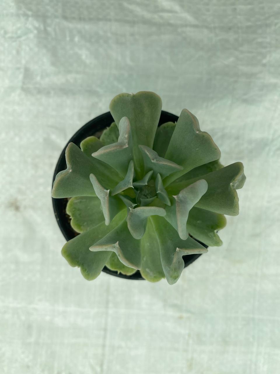 Echeveria runyonii ‘Topsy Turvy’