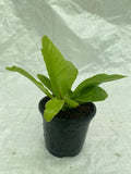 Asplenium nidus a.k.a Bird's-Nest Fern