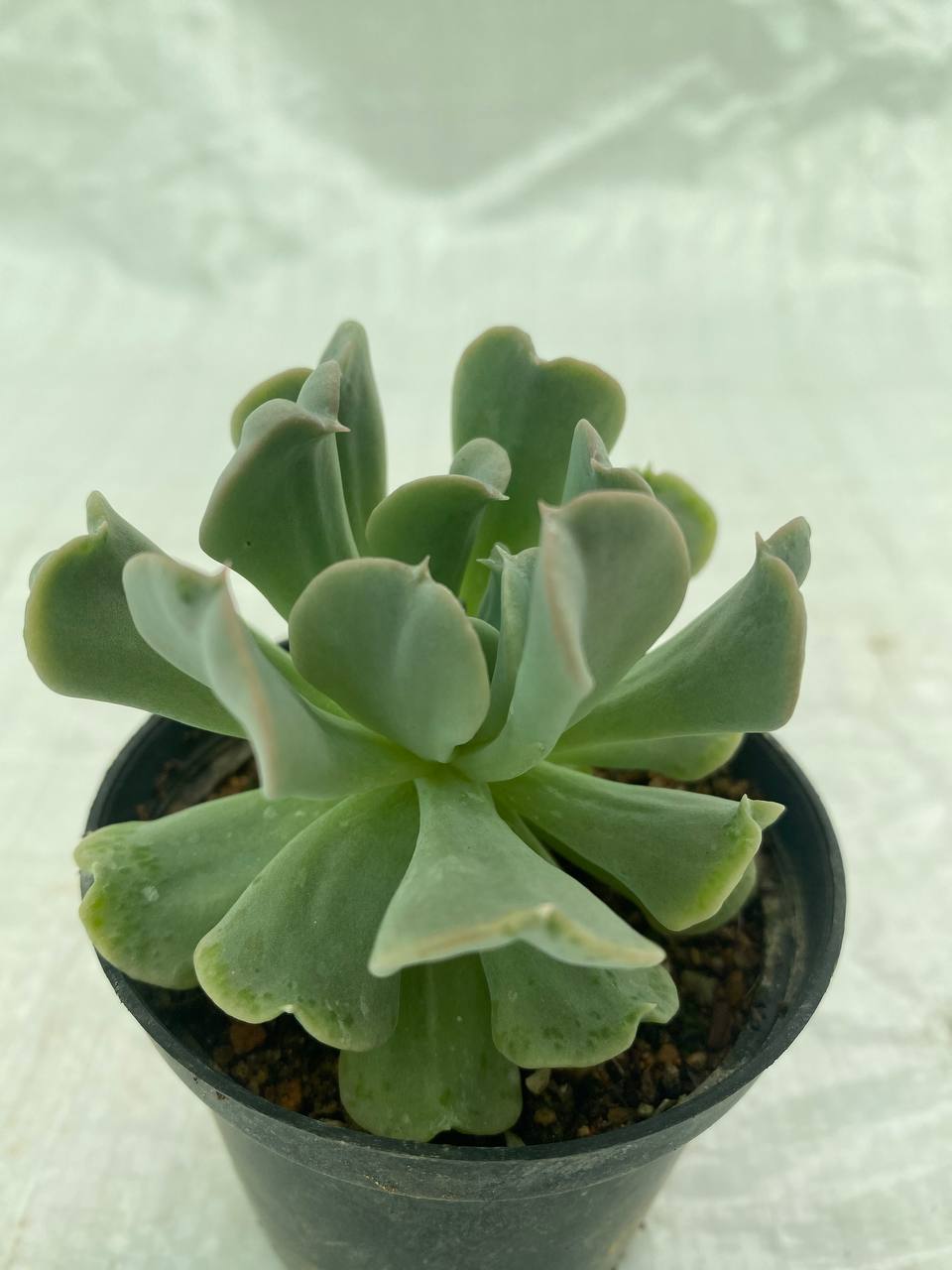 Echeveria runyonii ‘Topsy Turvy’