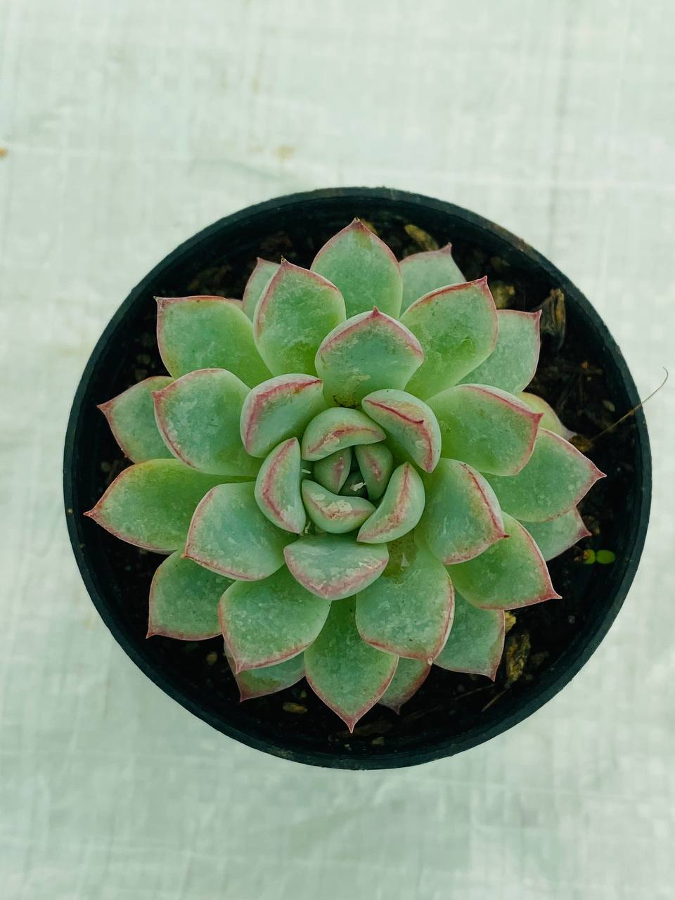 Echeveria Pulidonis