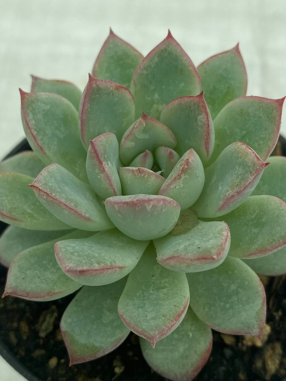 Echeveria Pulidonis