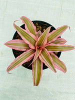 Cryptanthus bivittatus 'Pink Earth Star' (Combo 2)