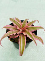 Cryptanthus bivittatus 'Pink Earth Star' (Combo 2)