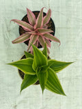 Cryptanthus bivittatus 'Pink Earth Star' (Combo 2)