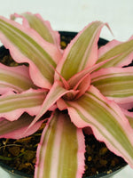 Cryptanthus bivittatus 'Pink Earth Star' (Combo 2)
