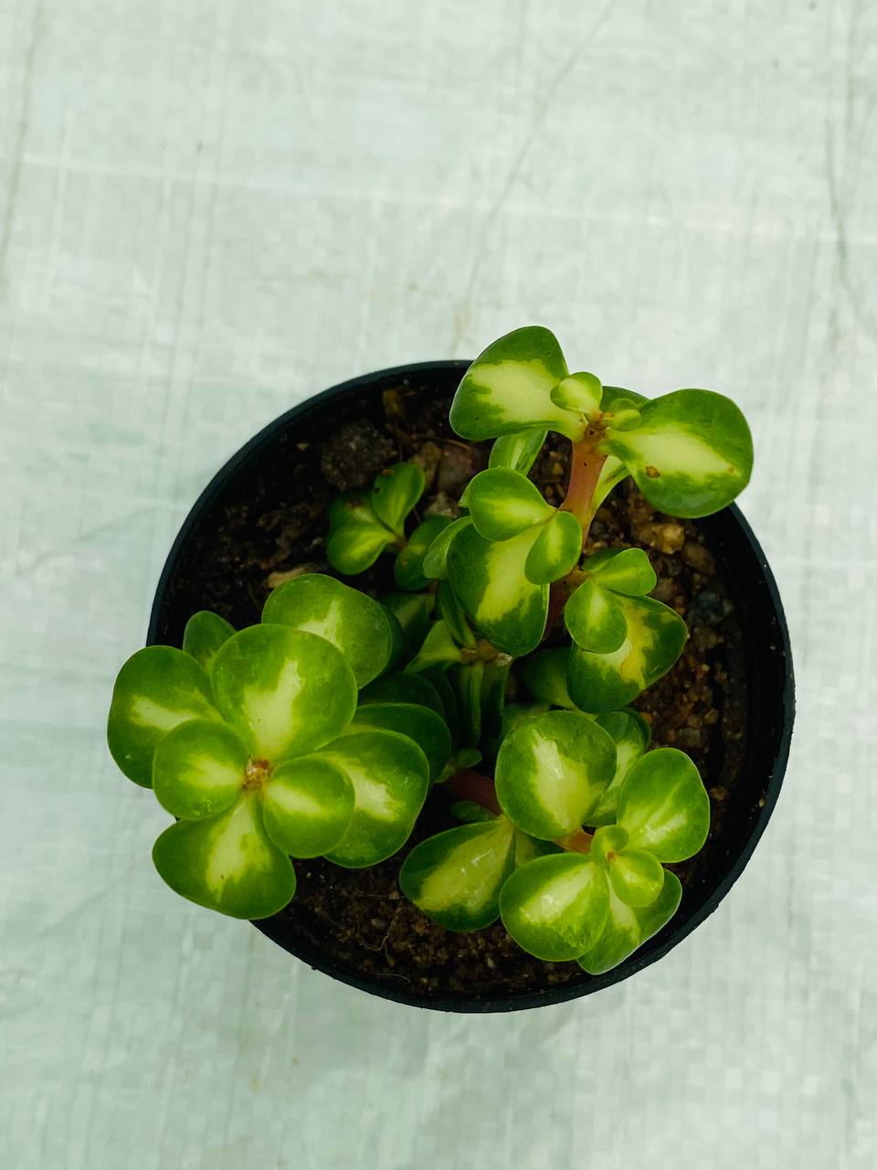 Portulacaria Afra 'Lemon' - Variegated