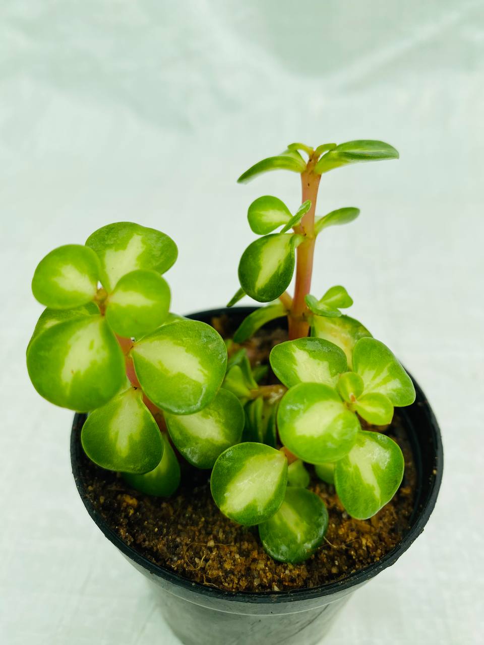 Portulacaria Afra 'Lemon' - Variegated