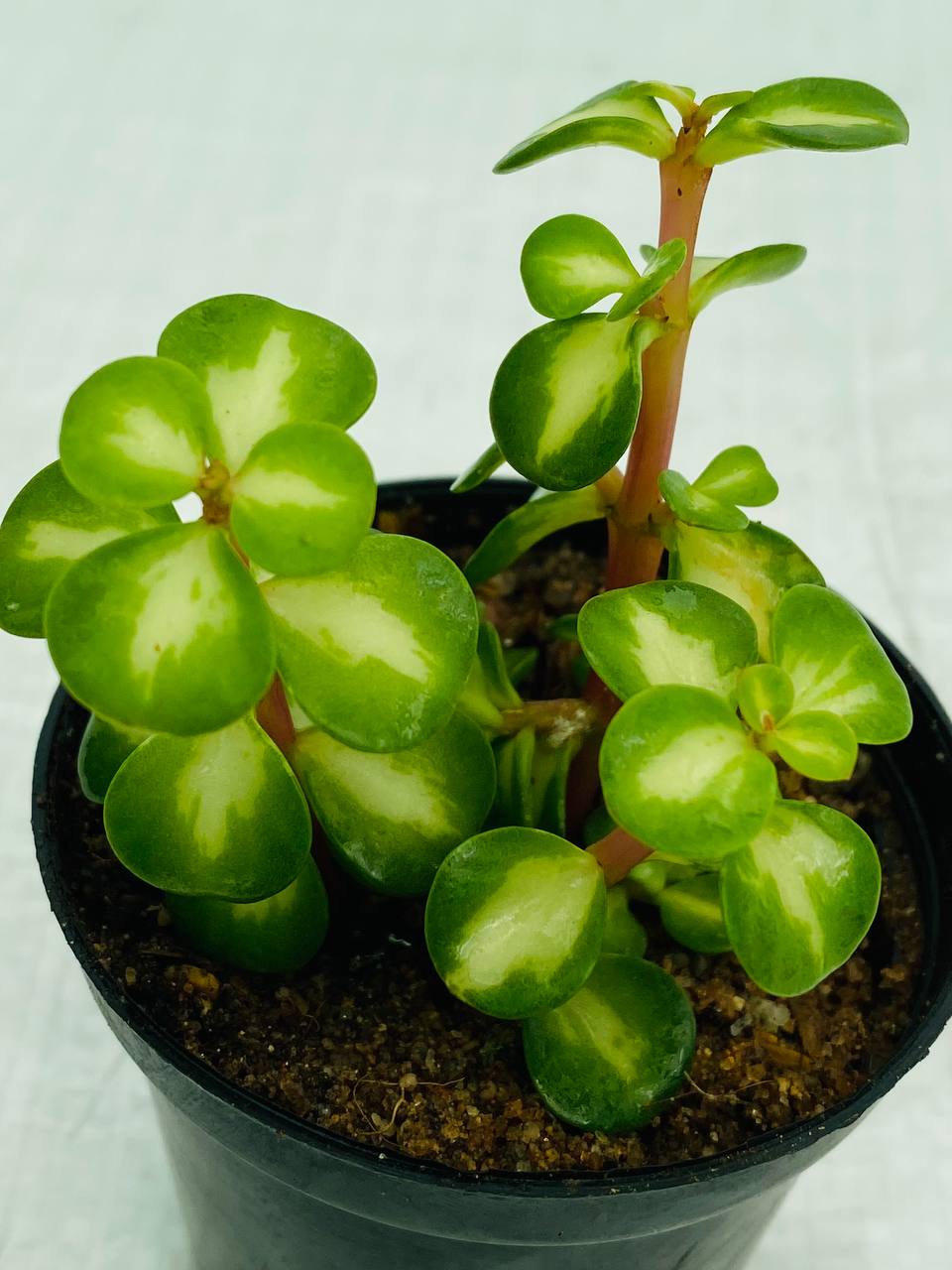 Portulacaria Afra 'Lemon' - Variegated