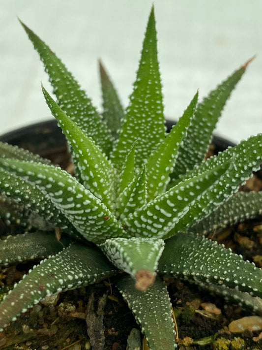 Haworthia Superfasciata