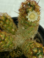 Mammillaria elongata a.k.a Lady Finger Cactus
