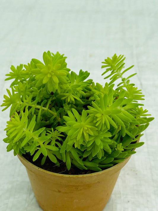 Sedum Japonicum 'Tokyo Sun'