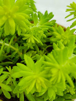 Sedum Japonicum 'Tokyo Sun'
