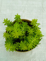 Sedum Japonicum 'Tokyo Sun'