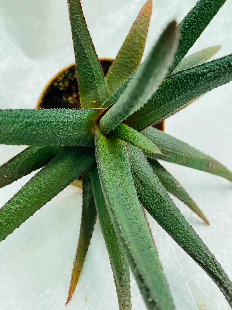 Aloe 'Black Beauty'