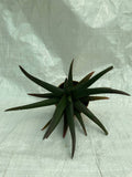 Aloe 'Black Beauty'