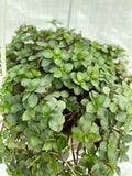 Pilea glauca 'Aquamarine'