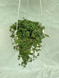 Pilea glauca 'Aquamarine'