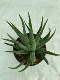 Aloe humilis A.K.A Hedgehog Aloe