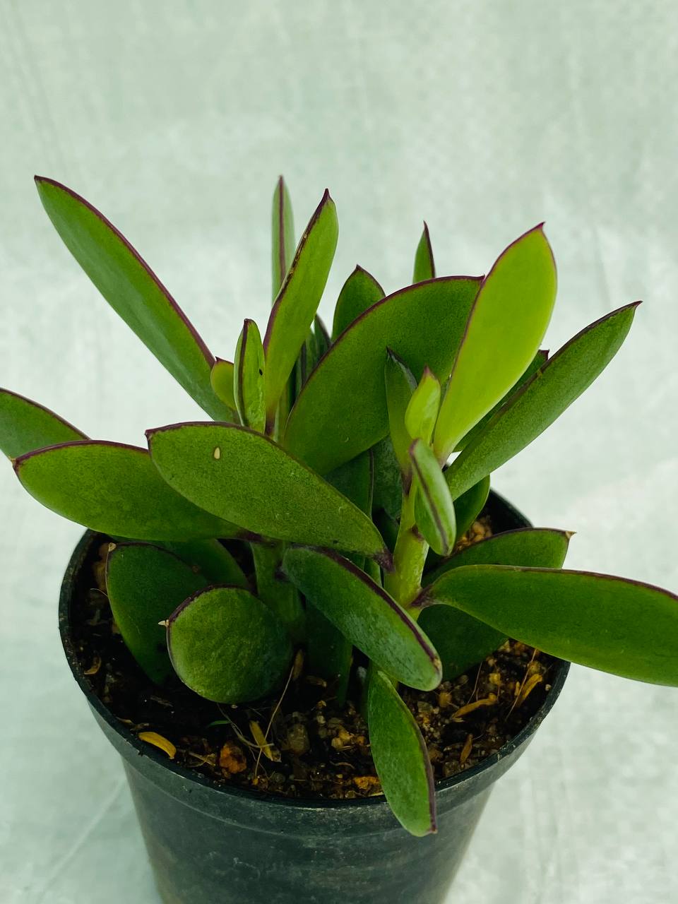 Senecio crassissimus