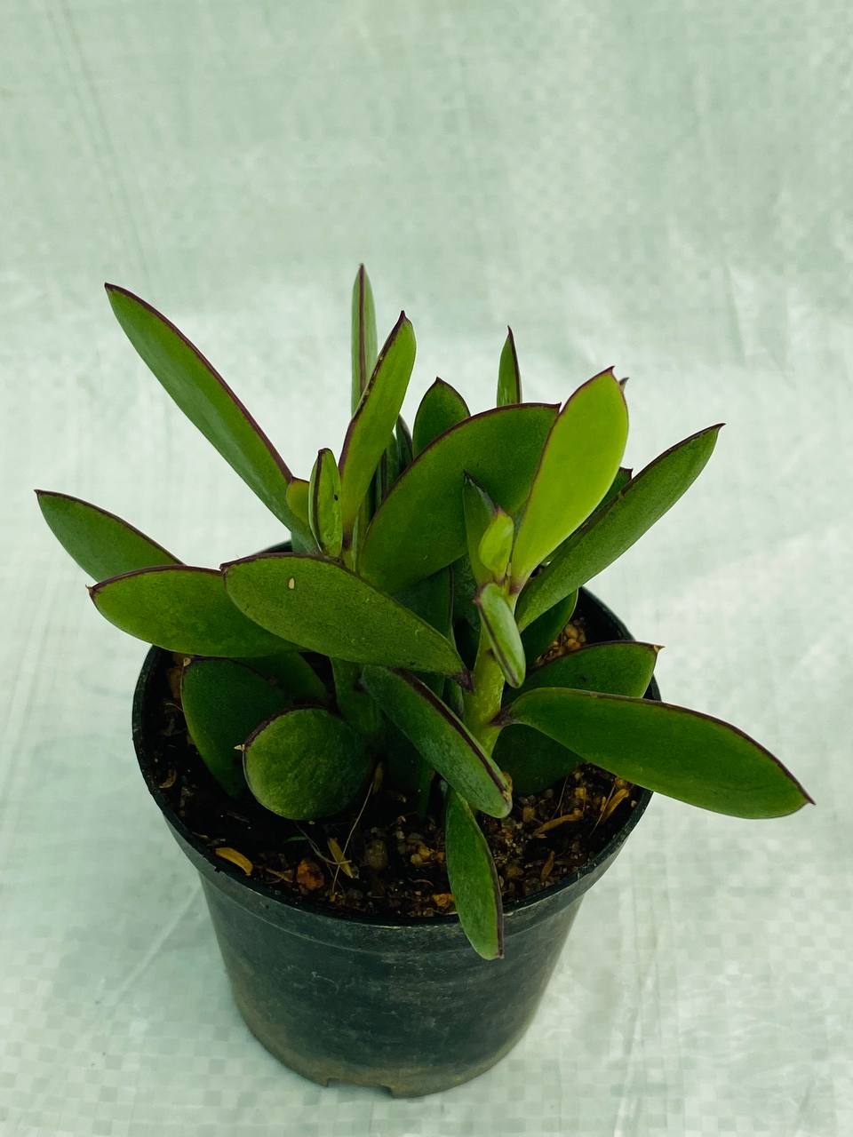 Senecio crassissimus