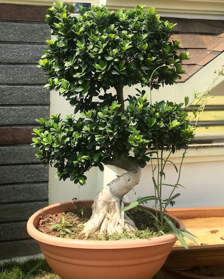 Ficus Bonsai - Thegreenstack