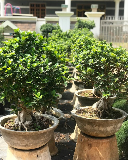 Ficus Bonsai - Thegreenstack