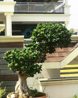 Ficus Bonsai - Thegreenstack