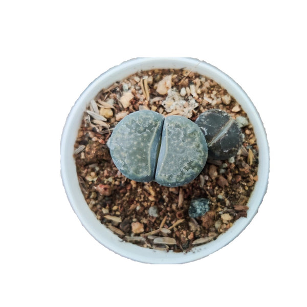 Lithops Plant Living stones – Pebble plants 3”pot Piece (2 pcs) - Thegreenstack