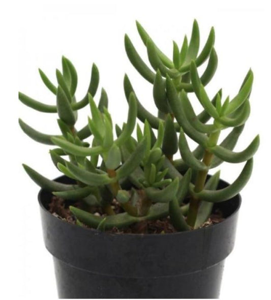 Mini Pine Tree – Crassula Tetragona - Thegreenstack