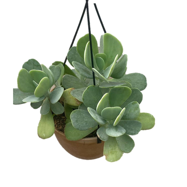 flapjack paddle plant In Hanging Pot - Thegreenstack