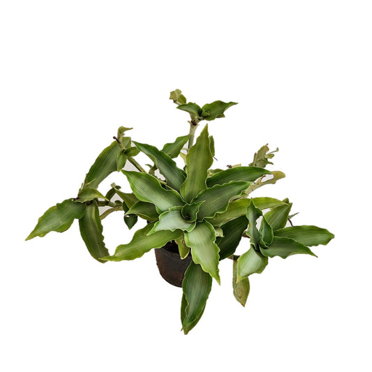 Murdannia ‘Bright Star’ A.k.a Tradescantia ‘Bright Star’ - Thegreenstack