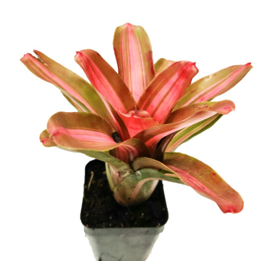 Bromeliad – Neoregelia ‘David and Sherlette’ 4”Pot - Thegreenstack