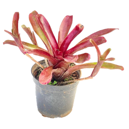 Neoregelia ‘Fireball’ Plant - Thegreenstack