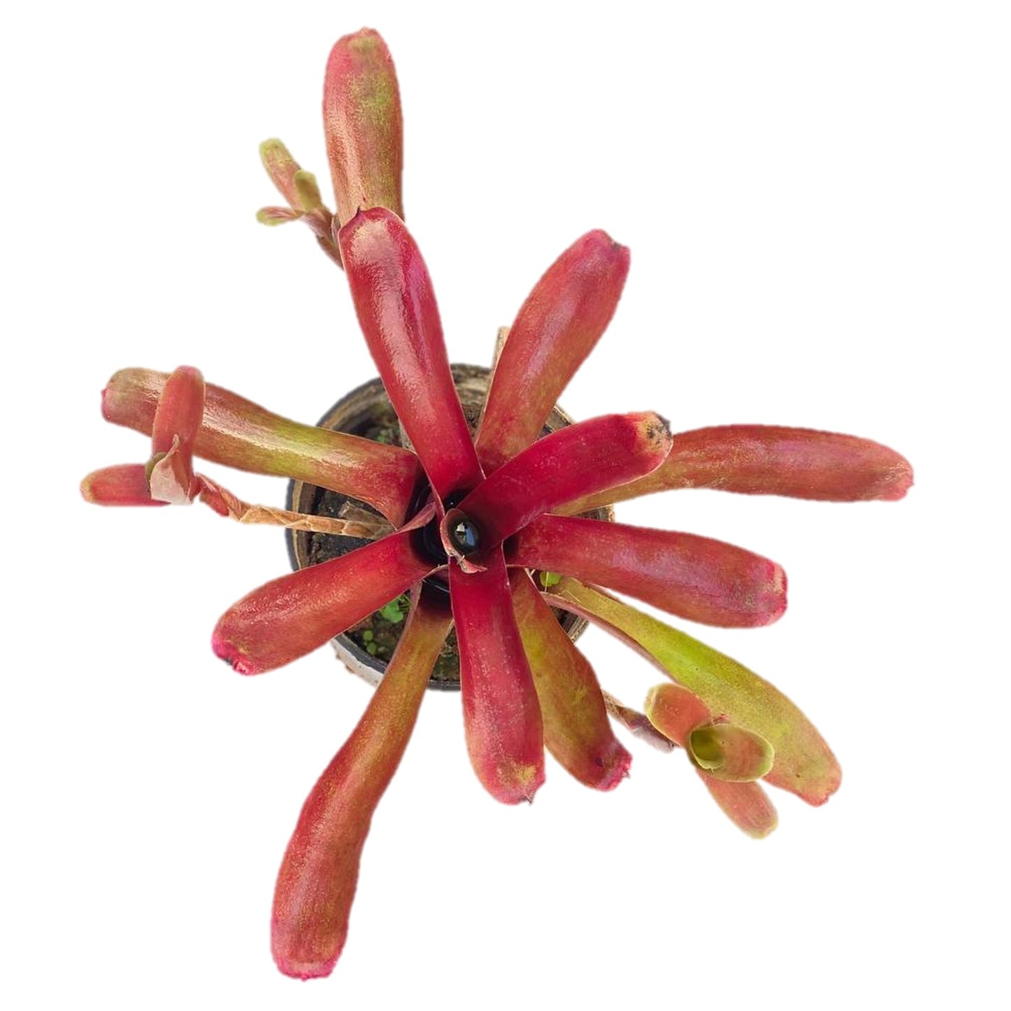 Neoregelia ‘Fireball’ Plant - Thegreenstack