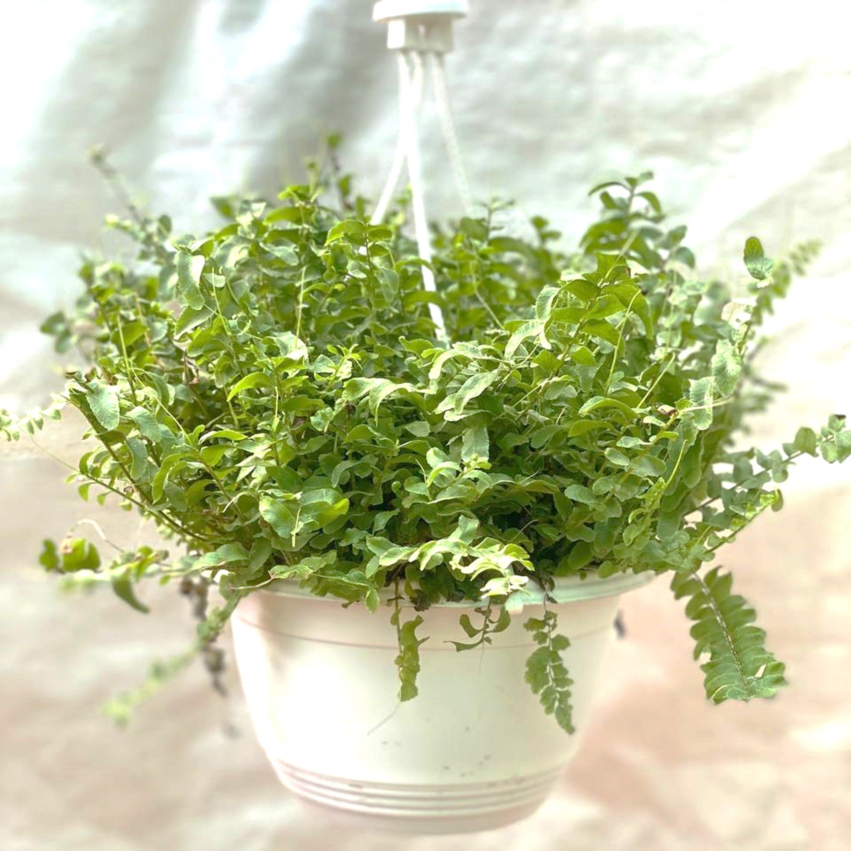 The Pom Pom Fern (Nephrolepis Exaltata) In Hanging Pot - Thegreenstack