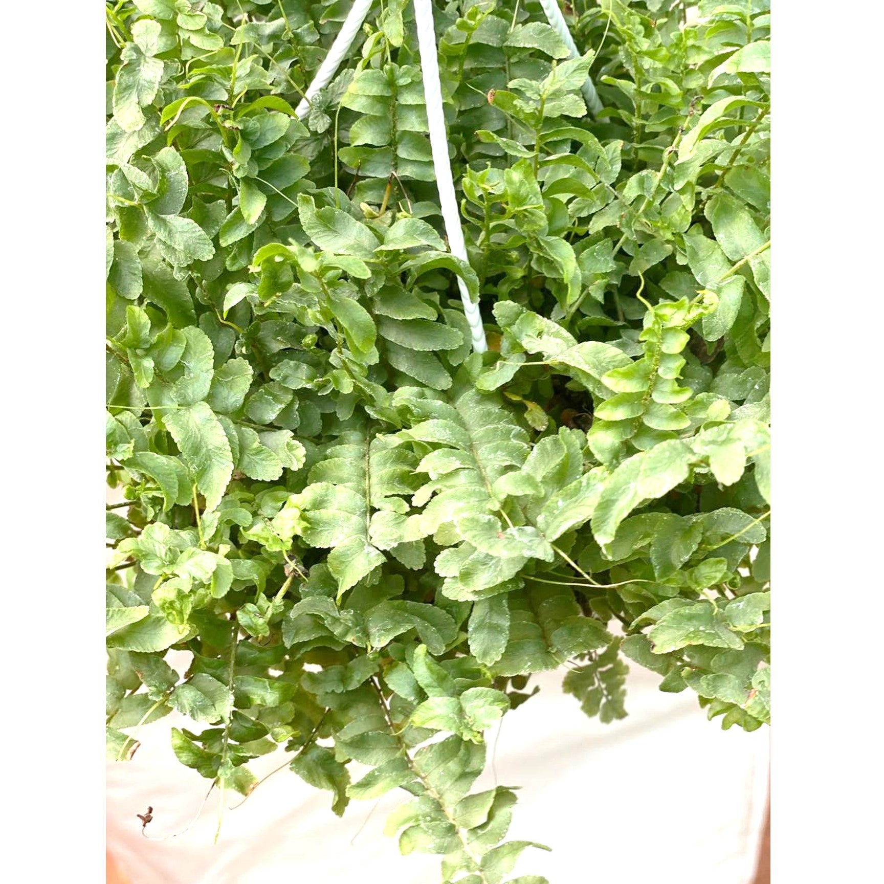 The Pom Pom Fern (Nephrolepis Exaltata) In Hanging Pot - Thegreenstack