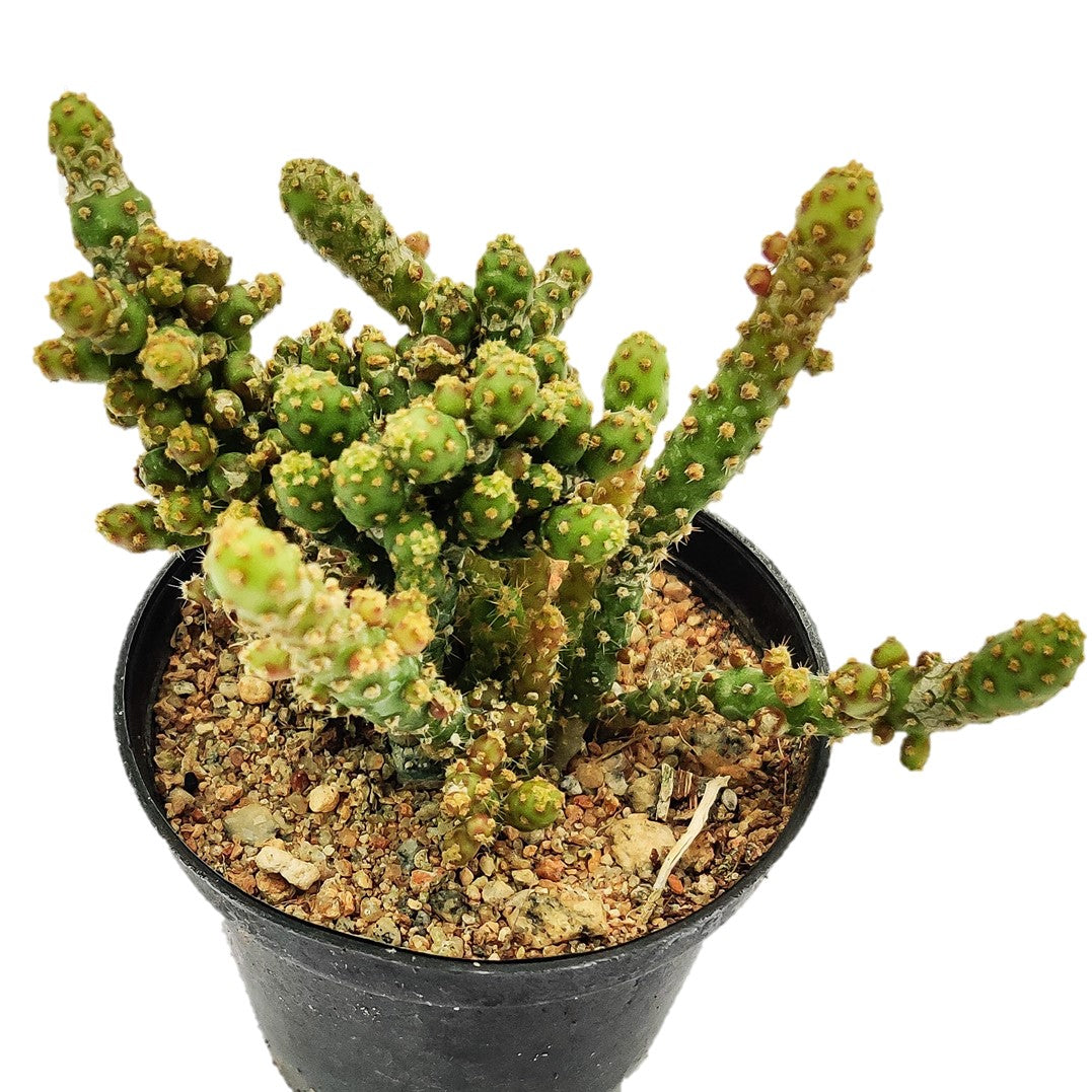 Opuntia monacantha - Thegreenstack