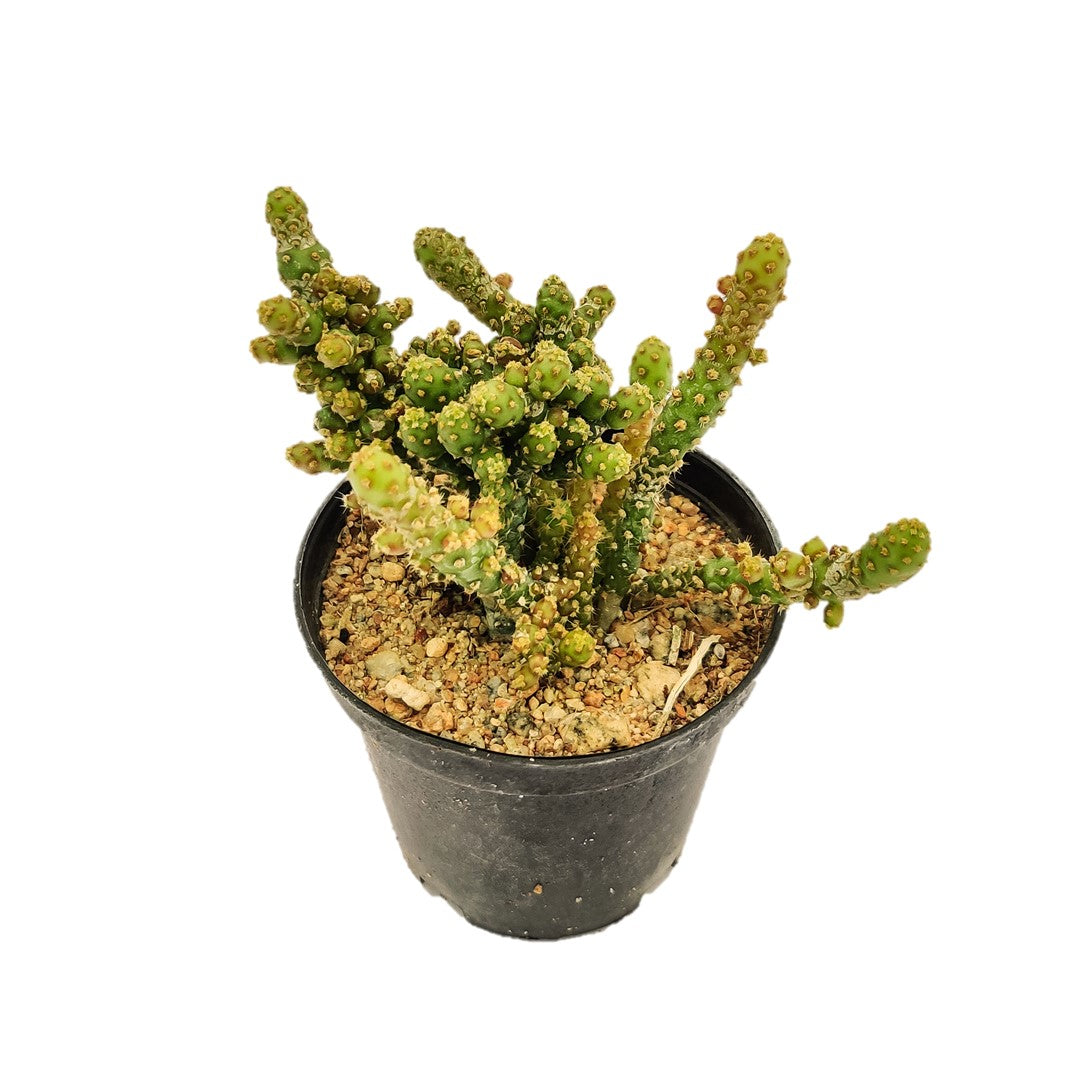 Opuntia monacantha - Thegreenstack