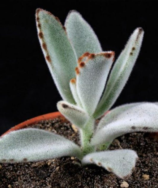 Panda Plant – Kalanchoe Tomentosa - Thegreenstack