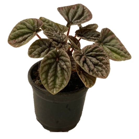 Peperomia Caperata ( radiator plants ) - Thegreenstack