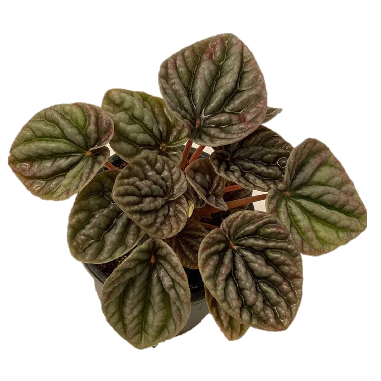 Peperomia Caperata ( radiator plants ) - Thegreenstack