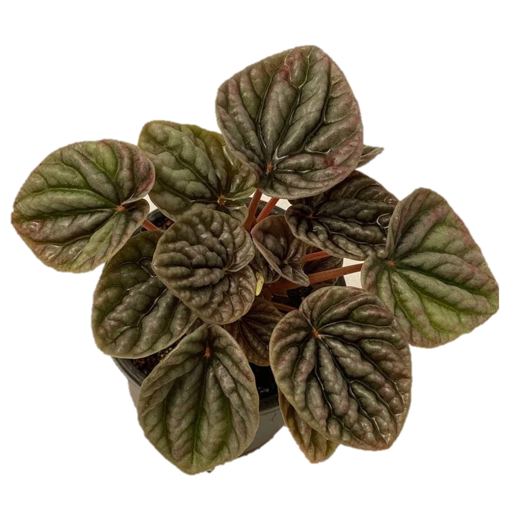 Peperomia Caperata ( radiator plants ) - Thegreenstack