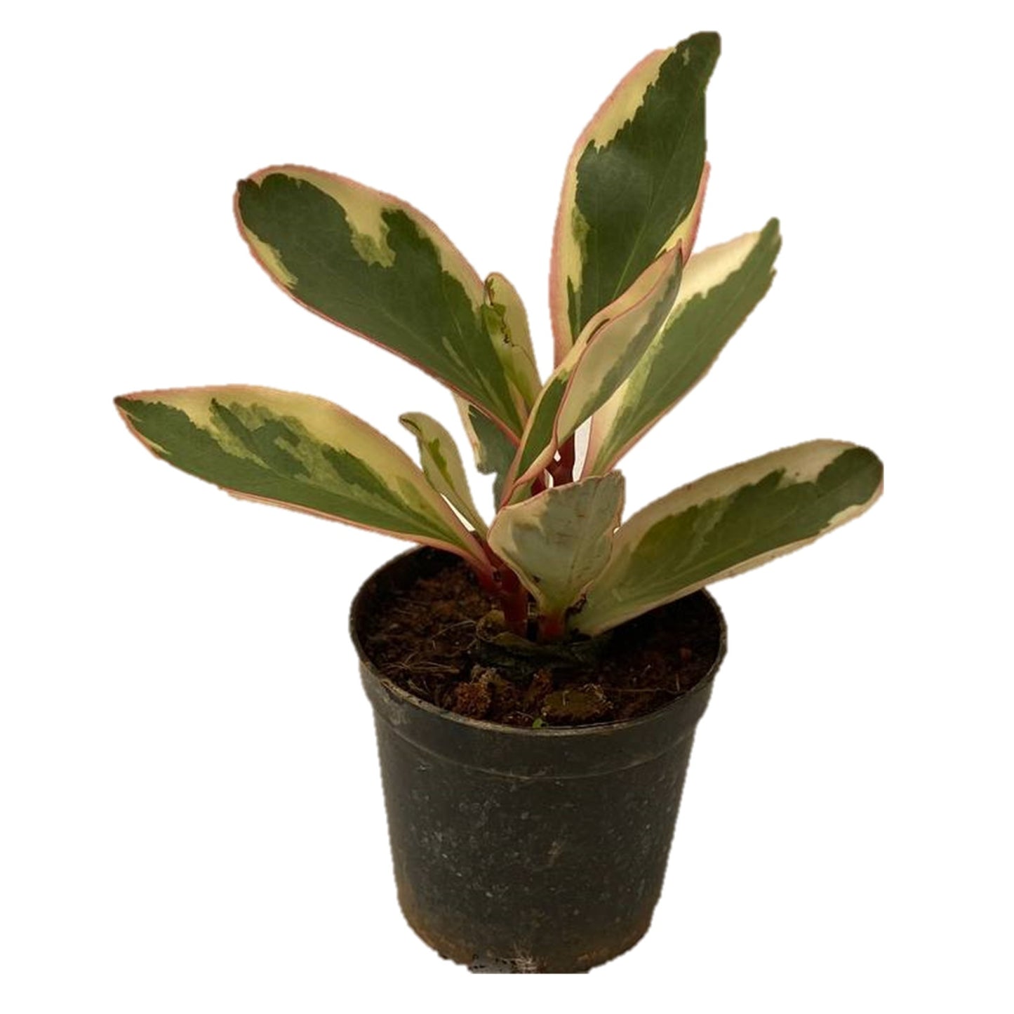 Peperomia Clusiifolia Jelly - Thegreenstack