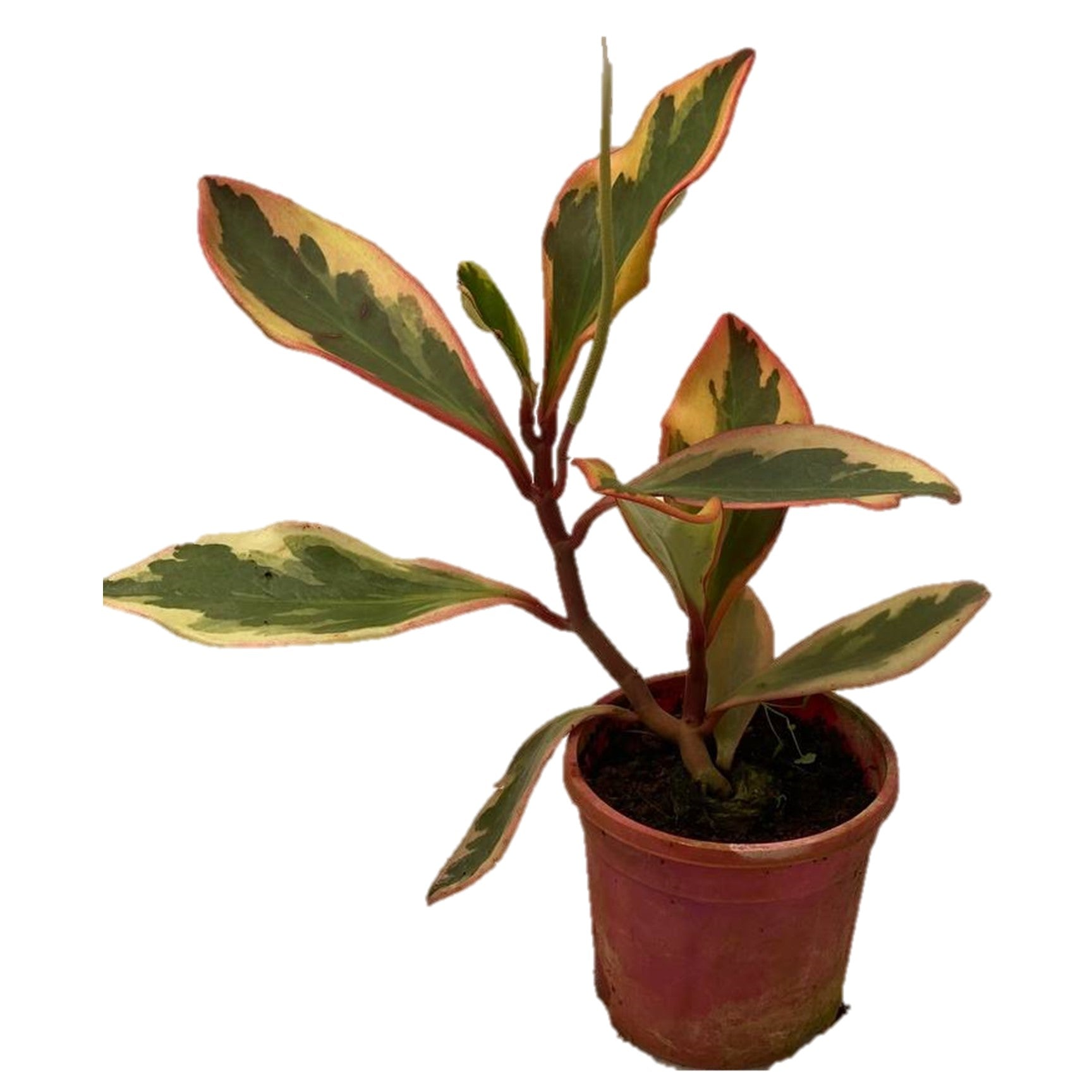 Peperomia Clusiifolia Jelly - Thegreenstack