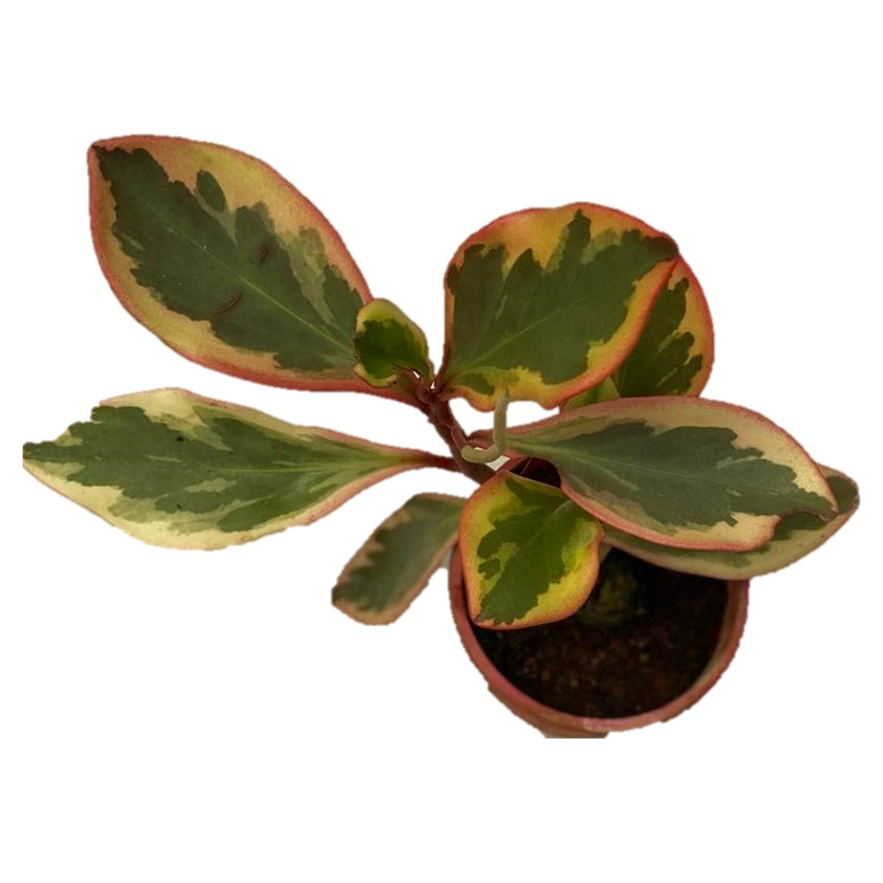 Peperomia Clusiifolia Jelly - Thegreenstack