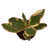 Peperomia Clusiifolia Jelly - Thegreenstack
